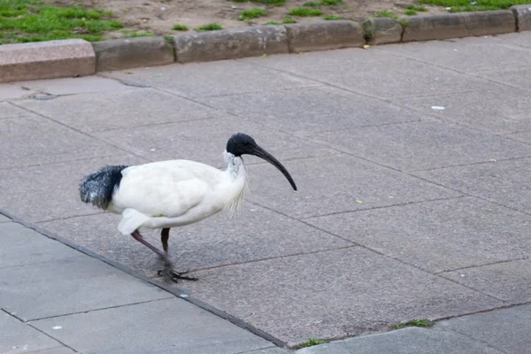 Ibis caminando en un paseo marítimo — Foto de Stock