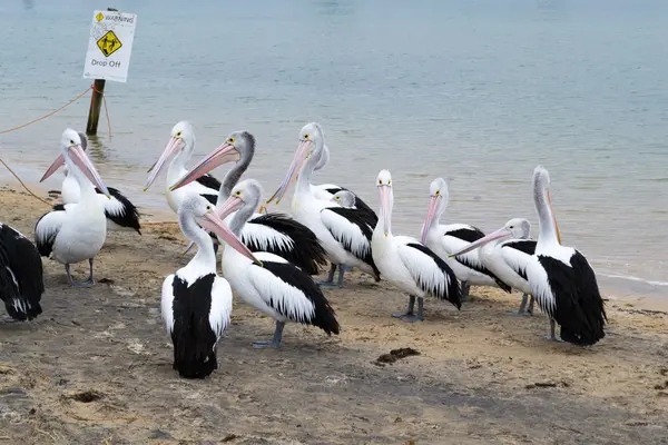 Pelikanfütterung in San Remo — Stockfoto