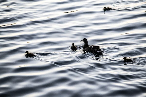 Eend familie in Central Park — Stockfoto