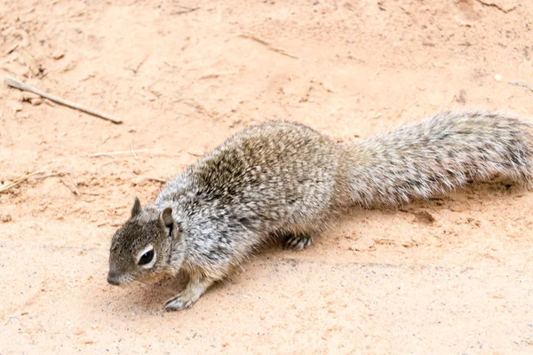 Ardilla en el Parque Nacional Zion — Foto de Stock