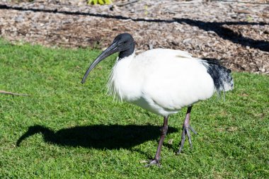 Ibis botanik bahçeleri