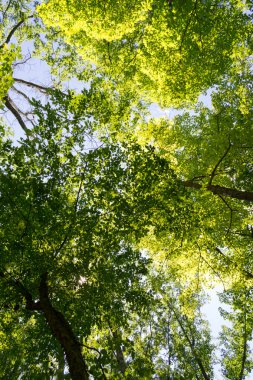 Forrest şehir dışında NYC