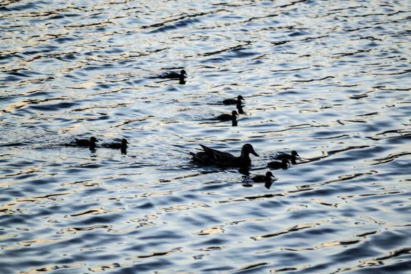 Familia de patos en Central Park — Foto de Stock