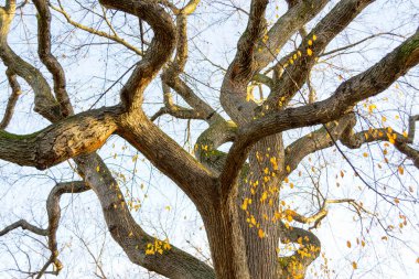 Central Park'ta bir sonbahar öğleden sonra yapraksız ağaç