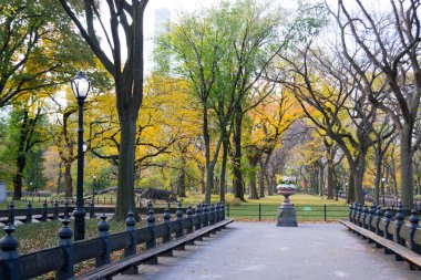 Central Park'ta Amerikan elms gölgelik