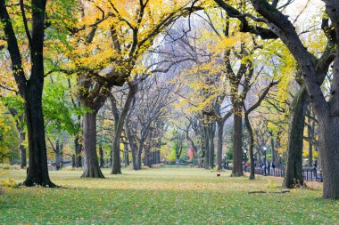 Central Park'ta Amerikan elms gölgelik