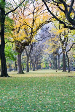 Central Park'ta Amerikan elms gölgelik