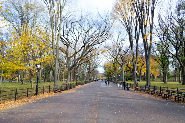 Baldachin amerikanischer Ulmen im Central Park — Stockfoto