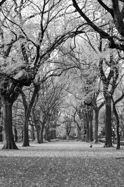 Canopée d'ormes américains à Central Park — Photo