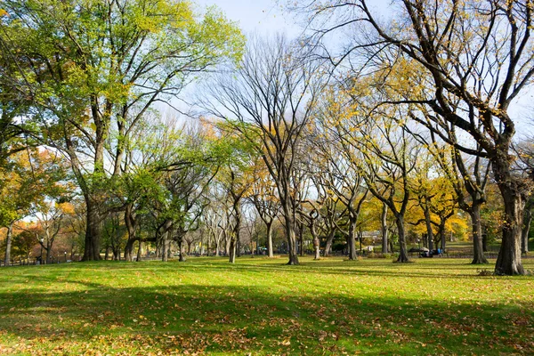 Baldachin amerikanischer Ulmen im Central Park — Stockfoto