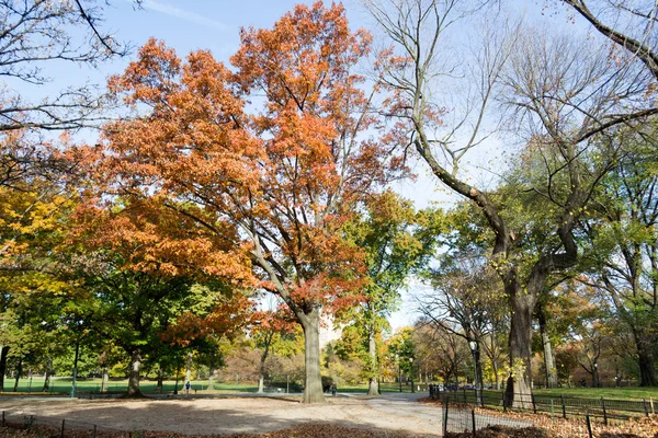 Baldachim amerykański elms w Central Park — Zdjęcie stockowe