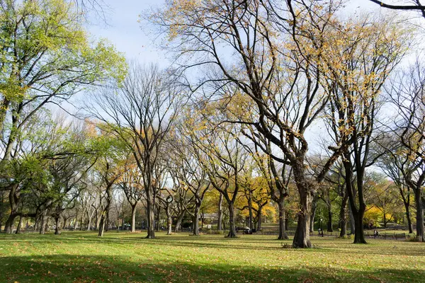 Canopy of American elms in Central Park — Stock Photo, Image
