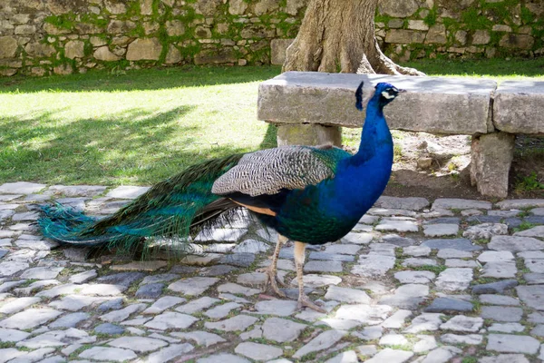 Expositor de pavo real en Castelo de Sao Jorge (Portugal ) — Foto de Stock