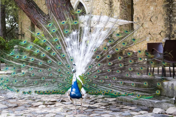 Expositor de pavo real en Castelo de Sao Jorge (Portugal ) — Foto de Stock