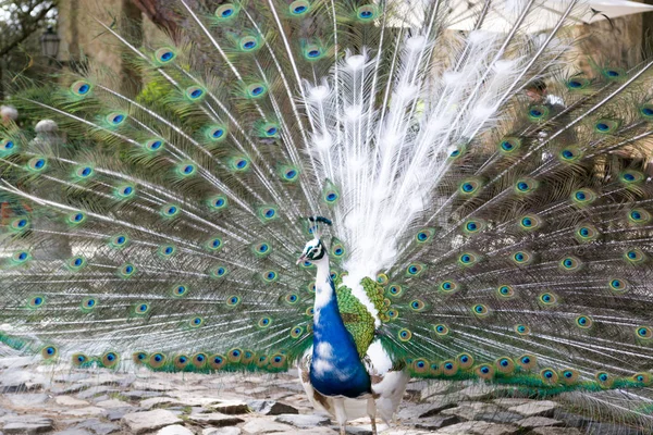 Expositor de pavo real en Castelo de Sao Jorge (Portugal ) — Foto de Stock