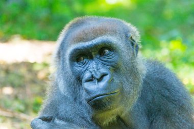 Batı ovasındaki goril.