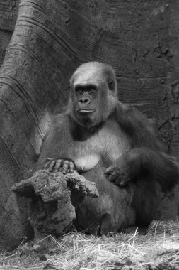 Batı ovasındaki goril.