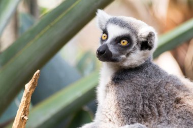 Uyarı ring-tailed Maki