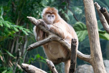 Cava lutung bir ağaç üzerinde
