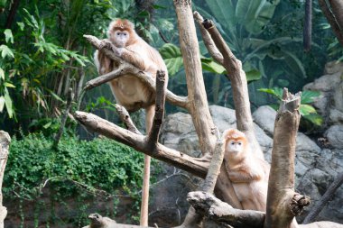 Cava lutungs bir ağaç üzerinde