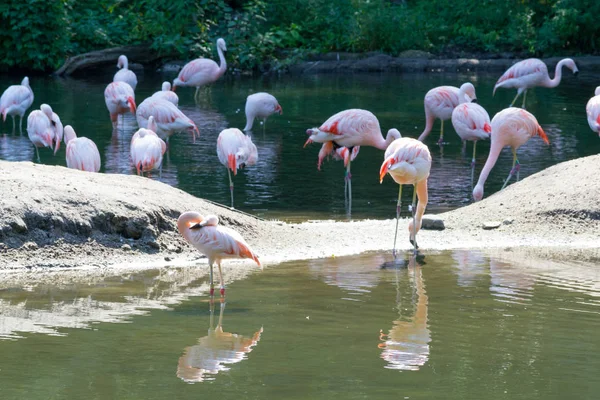 Gruppe chilenischer Flamingos ernährt sich in einem Teich — Stockfoto