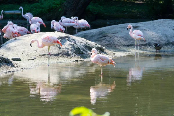 Gruppe chilenischer Flamingos ernährt sich in einem Teich — Stockfoto