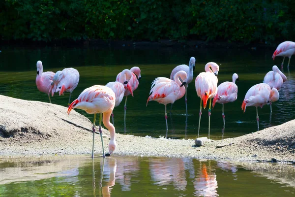 Gruppe chilenischer Flamingos ernährt sich in einem Teich — Stockfoto