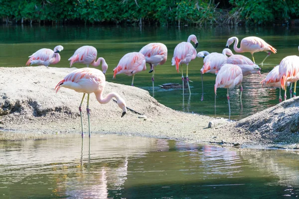 Gruppe chilenischer Flamingos ernährt sich in einem Teich — Stockfoto