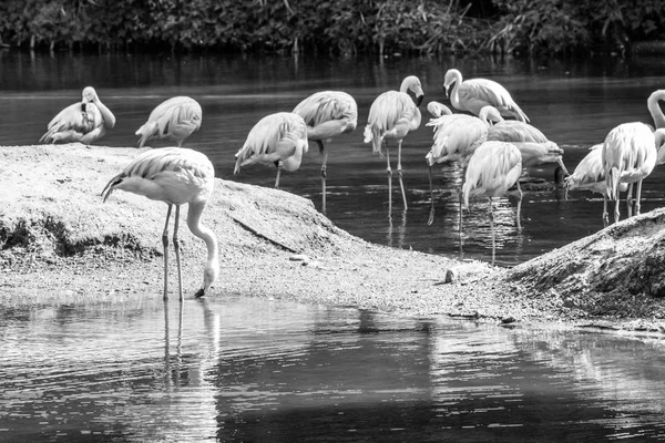 Gruppe chilenischer Flamingos ernährt sich in einem Teich — Stockfoto