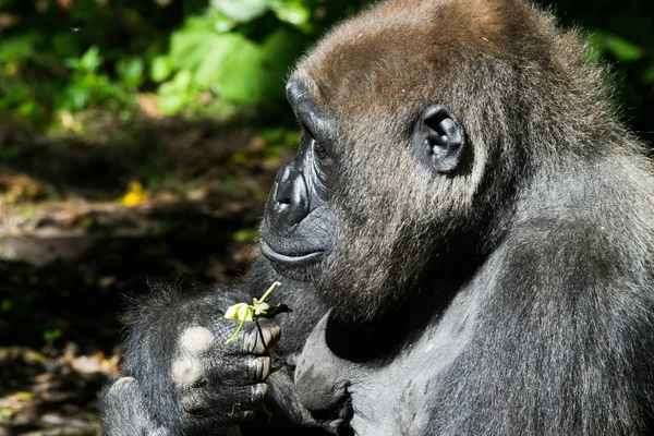 Westlicher Flachlandgorilla — Stockfoto