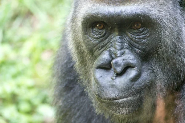 Westlicher Flachlandgorilla — Stockfoto