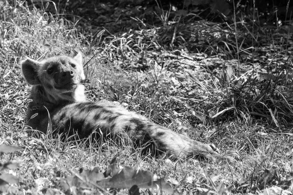 Hiena manchada descansando bajo el sol — Foto de Stock