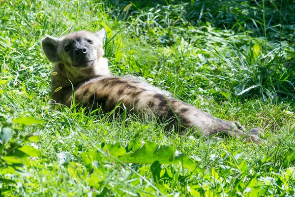 Hiena manchada descansando bajo el sol — Foto de Stock
