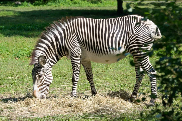 Imperial zebra eating dry grass — Stock Photo, Image