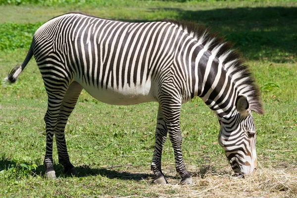 Zebra imperial comer grama seca — Fotografia de Stock