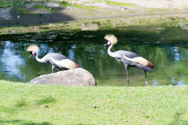 Two grey crowned crane — Stock Photo, Image