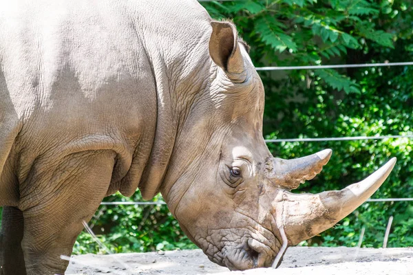 Nosorožec tuponosý Jižní — Stock fotografie