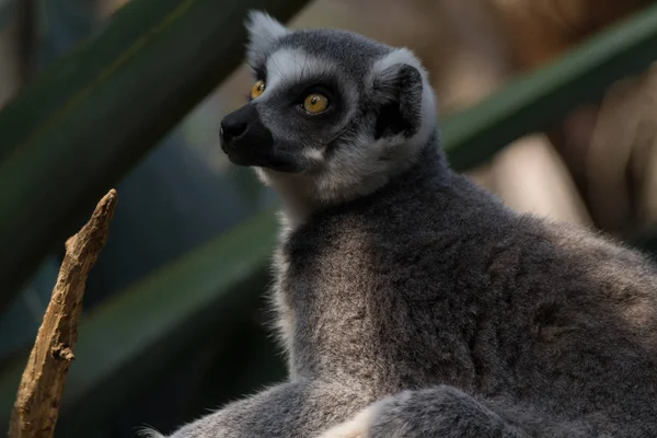 Alerta lémur de cola anillada — Foto de Stock