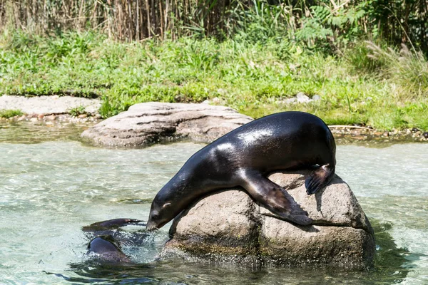 California lobo marino hembra tomando el sol en una roca —  Fotos de Stock