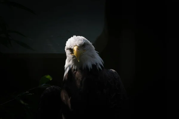 Weißkopfseeadler blickt in die Kamera — Stockfoto