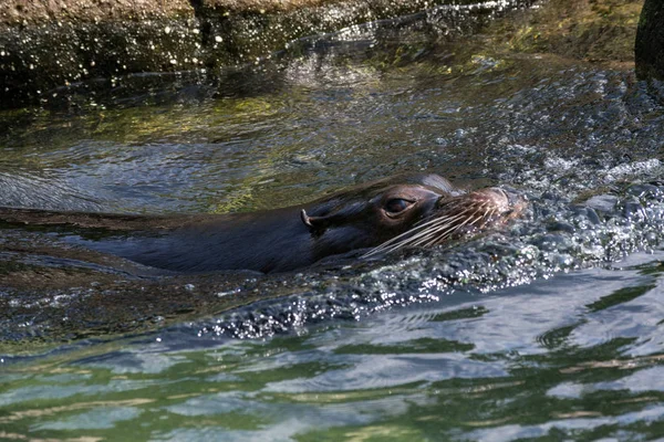 California lobo marino macho nadando —  Fotos de Stock