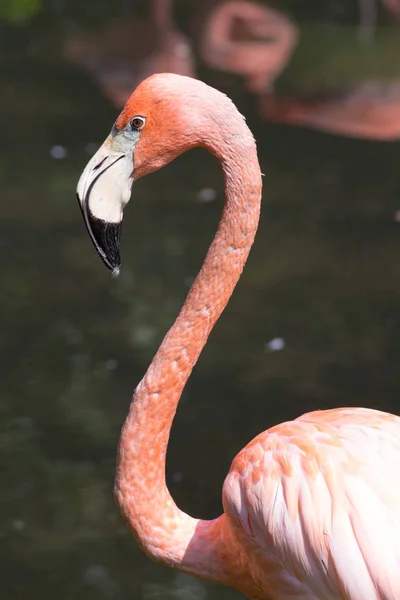 Kopf und Hals eines amerikanischen Flamingos — Stockfoto