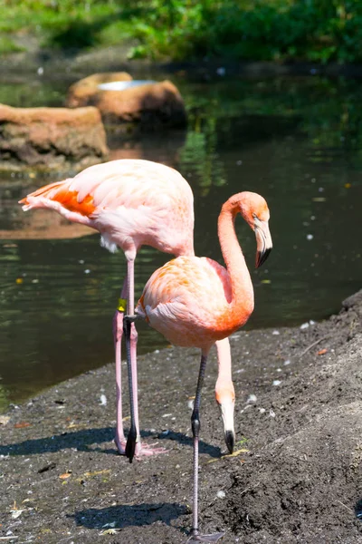 Herde amerikanischer Flamingos — Stockfoto