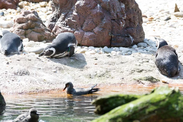 Pinguins-de-magalhães que descansam na areia — Fotografia de Stock