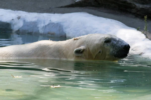 Oso polar en cautiverio —  Fotos de Stock