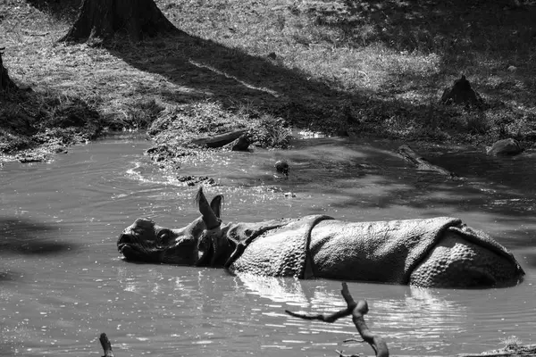 Rinoceronte indiano na água — Fotografia de Stock