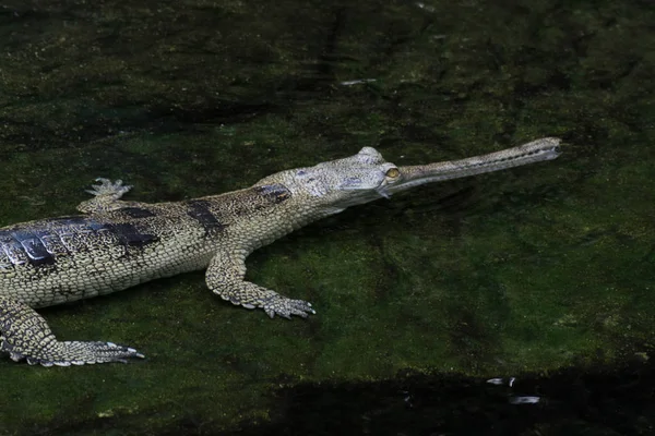 Crocodilo de focinho esbelto na água — Fotografia de Stock