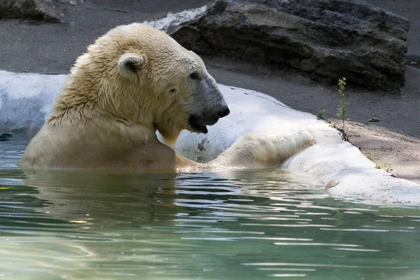 Polar bear in captivity Stock Photo