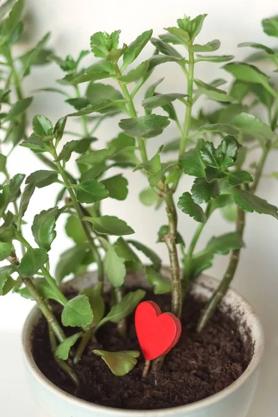 La caléndula florecen con el objeto en forma del corazón en el florero. Aislado sobre fondo blanco . Fotos de stock