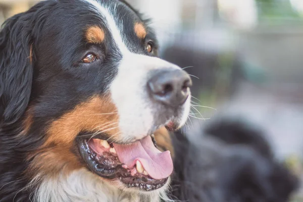 Mountain hund porträtt närbild liggande på marken, vänder sig bort från kameran. — Stockfoto